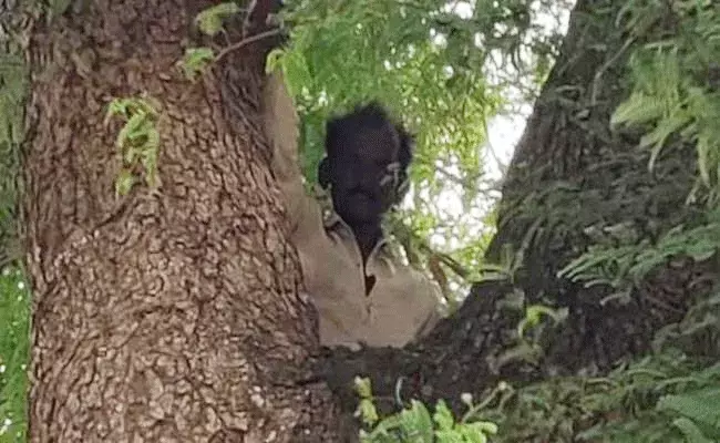 వ్యాక్సిన్ వేయించుకోనంటూ చెట్టెక్కి.. వ్యాక్సిన్ వేయించుకోనంటూ చెట్టెక్కి..