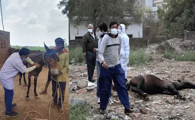 గుర్రానికి డేంజర్ వైరస్.. విషమిచ్చి చంపిన వైద్యులు.. గుర్రానికి డేంజర్ వైరస్.. విషమిచ్చి చంపిన వైద్యులు..