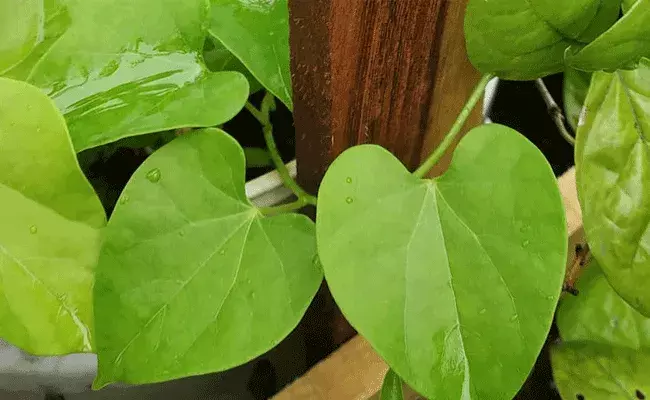 తిప్పతీగ తప్పక తినాలి.. ఎన్ని సమస్యలను తగ్గిస్తుందో తెలుసా..