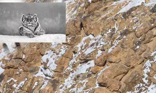 Netizens struggle to find the leopard in this pic