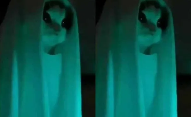 Cat Video goes Viral in Social media Cat Video goes Viral in Social media