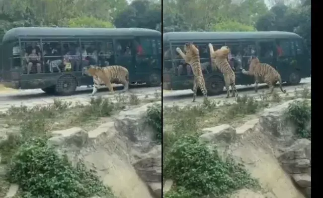 Viral Video: సందర్శకుల బస్సును చుట్టుముట్టిన బెంగాల్ టైగర్స్..ఆ తర్వాత ఏమైందంటే