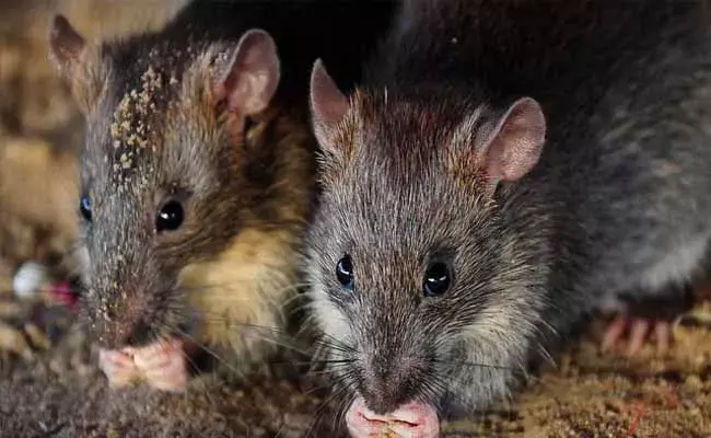 వృద్ధుడి కష్టార్జితం.. రెండు లక్షలు ఎలుకలపాలు..!