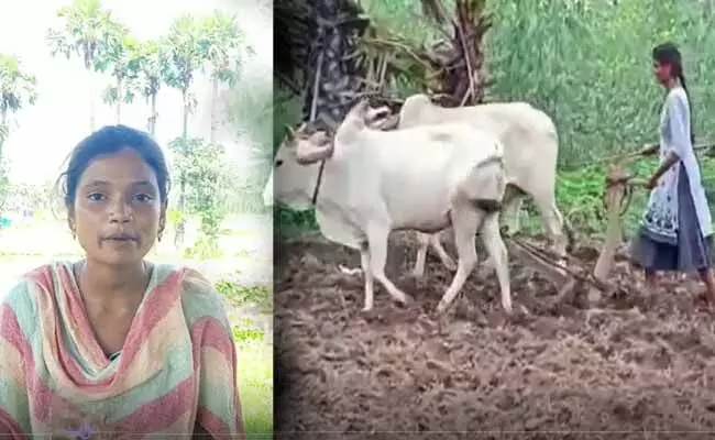 కరోనా బారిన తల్లిదండ్రులు.. పంటపొలాల్లో స్వయంగా .. నారు పోసి...! కరోనా బారిన తల్లిదండ్రులు.. పంటపొలాల్లో స్వయంగా .. నారు పోసి...!