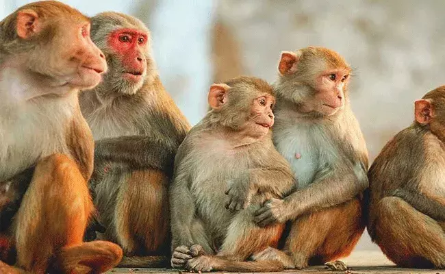 చైనా నుంచి మరో కొత్త వైరస్ మంకీ బీ..