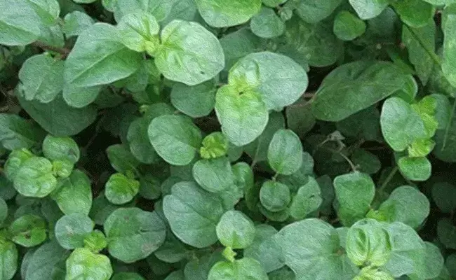 Punarnava: తెల్లగలిజేరులో ఆరోగ్య ప్రయోజనాలు.. కిడ్నీ వ్యాధులకు.. Punarnava: తెల్లగలిజేరులో ఆరోగ్య ప్రయోజనాలు.. కిడ్నీ వ్యాధులకు..