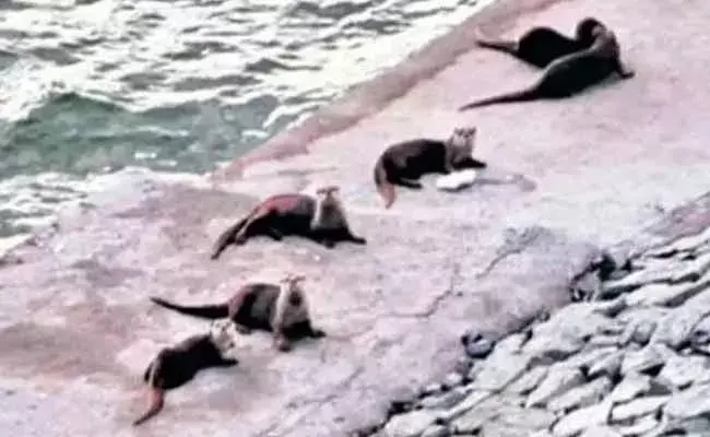 Otters in Nagarjuna Sagar