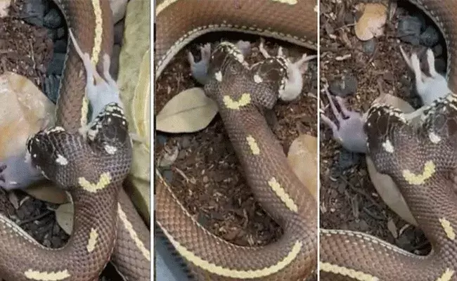 రెండు తలల పాము.. ఒకేసారి రెండు ఎలుకల్ని.. వీడియో వైరల్