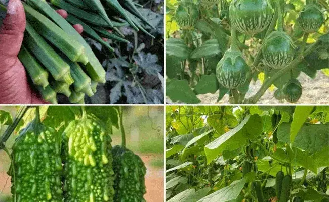 మట్టి లేకుండా మొక్కల పెంపకం.. కూరగాయల సాగులో ప్రత్యేక శిక్షణ మట్టి లేకుండా మొక్కల పెంపకం.. కూరగాయల సాగులో ప్రత్యేక శిక్షణ