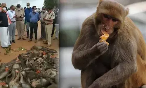 మూగజీవాలని కూడా చూడలేదు.. విషం పెట్టి.. గోనె సంచుల్లో కుక్కి..! మూగజీవాలని కూడా చూడలేదు.. విషం పెట్టి.. గోనె సంచుల్లో కుక్కి..!