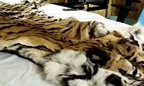 30 లక్షలకు పులి చర్మాన్నిబేరానికి పెట్టారు..!