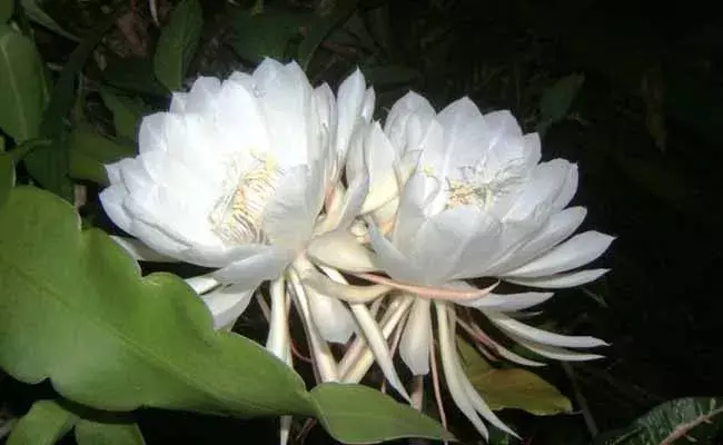 హైదరాబాద్‌లో విరబూసిన అరుదైన పుష్పం..ఏడాదికి ఒకసారి మాత్రమే..!