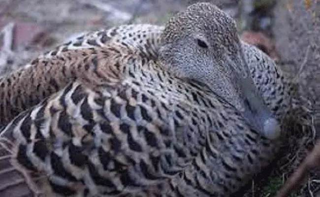 Either Polar Duck : బాతు ఈకలు బంగారం కంటే ఖరీదు.. 800 గ్రాములు రూ. 3.71 లక్షలు.. Either Polar Duck : బాతు ఈకలు బంగారం కంటే ఖరీదు.. 800 గ్రాములు రూ. 3.71 లక్షలు..