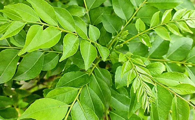 Curry Leaves: ఉదయాన్నే ఓ నాలుగు కరివేపాకు రెబ్బలు.. హెల్త్ బెనిఫిట్స్ ఎన్నో తెలుసా Curry Leaves: ఉదయాన్నే ఓ నాలుగు కరివేపాకు రెబ్బలు.. హెల్త్ బెనిఫిట్స్ ఎన్నో తెలుసా