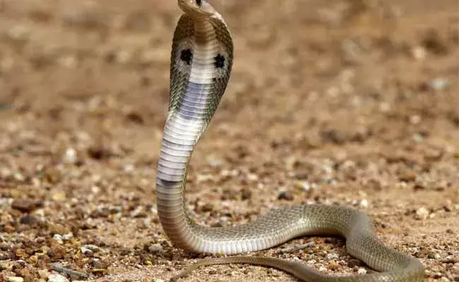 కాటేసిన పామును కసిదీరా కొరికాడు..!