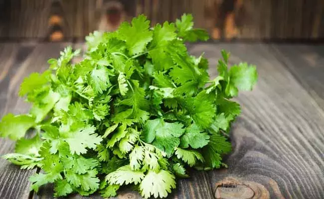 కొత్తిమీరే కదా అని తీసి పారేయకండి.. లాభాలెన్నో మరి.. ! కొత్తిమీరే కదా అని తీసి పారేయకండి.. లాభాలెన్నో మరి.. !