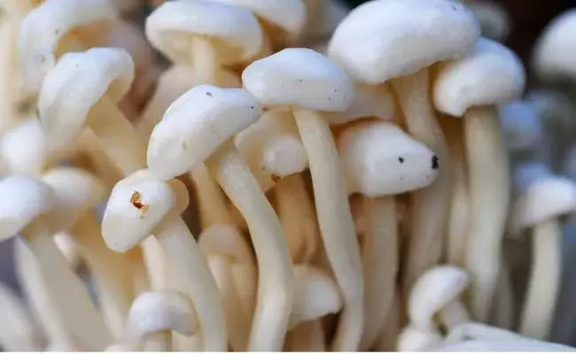 వానలు పడే సమయంలో వారంలో ఒకసారైనా ఇవి తినాలి..