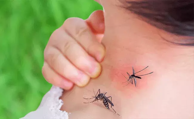 వాట్ యాన్ ఐడియా సర్‌ జీ.. బీరుతో దోమలు పరార్..