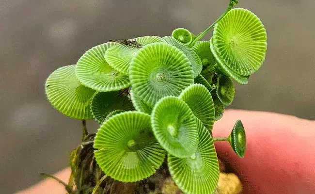 వావ్ ఆకుపచ్చ ఆల్గే ఎంత అందంగా ఉంది.. అండమాన్ ద్వీపంలో గుర్తించిన కొత్త మొక్క జాతులు వావ్ ఆకుపచ్చ ఆల్గే ఎంత అందంగా ఉంది.. అండమాన్ ద్వీపంలో గుర్తించిన కొత్త మొక్క జాతులు