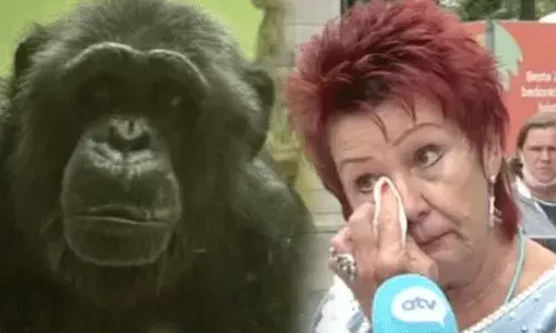 నాలుగేళ్లుగా చింపాంజీతో మహిళ లవ్ ఎఫైర్.. ఆమెని జూకి రావొద్దన్న నిర్వాహకులు..