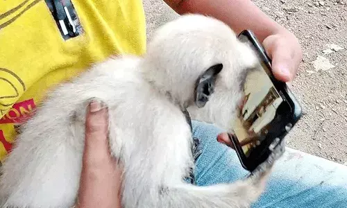 పాలు తాగాలంటే కొడంగికి కూడా బుల్లెట్ బండి పాట కావాలంట..