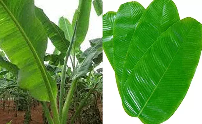 అరటి ఆకులు కూడా ఆన్‌లైన్లో.. ఐదు ఆకుల ధర..