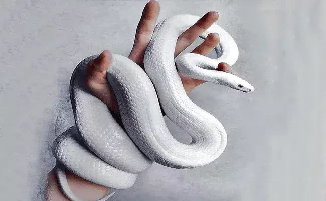 ఇలా కూడా చేస్తారా.. ప్యాంట్‌లో కొండచిలువను పెట్టుకుని..