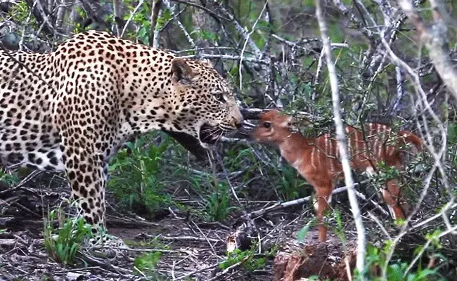 పులితో నా పోరాటం వృధా.. ఓ లేడి పిల్ల వ్యధ..
