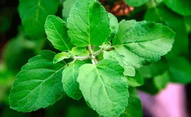 Holy Basil: పవిత్రమైన ఈ ఆకులు.. పరగడుపున ఓ నాలుగు.. Holy Basil: పవిత్రమైన ఈ ఆకులు.. పరగడుపున ఓ నాలుగు..