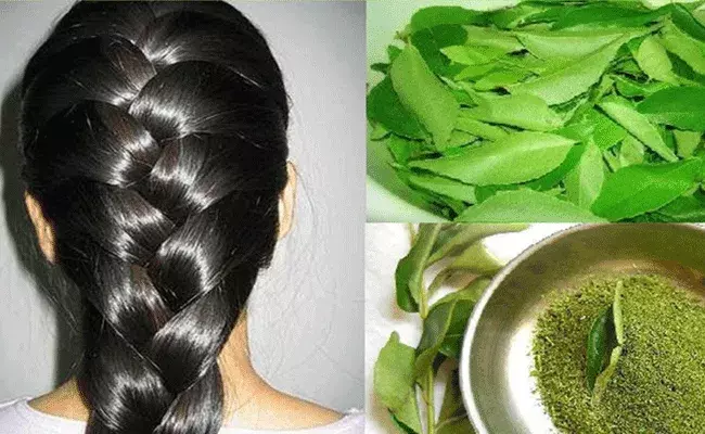 curry leaves: ఊడుతున్న జుట్టుకు ఉపాయం.. కరివేపాకుతో ఇలా చేస్తే సరి.. curry leaves: ఊడుతున్న జుట్టుకు ఉపాయం.. కరివేపాకుతో ఇలా చేస్తే సరి..