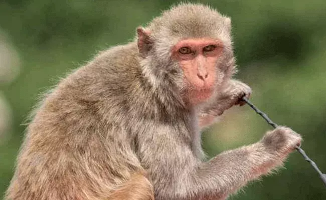 Monkey Revenge: పగబట్టింది పాము కాదు కోతి.. 22 కిలో మీటర్ల దూరంలో వదిలిపెట్టినా..