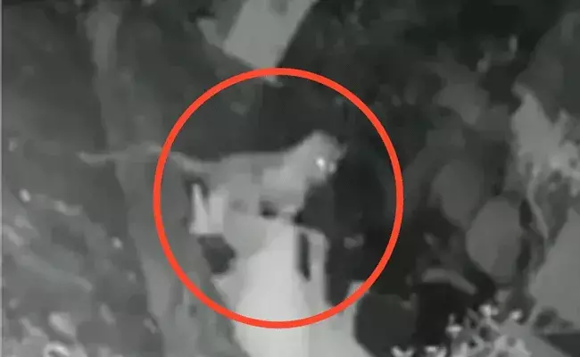 Woman Fights Off Leopard : మీరు సూపర్ ఆంటీ.. చేతికర్రతో చిరుతని.. వీడియో వైరల్