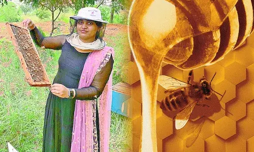 Jukooru Anusha: ఐటీ జాబ్ వదిలేసి తేనెటీగల పెంపకం.. లక్షల్లో సంపాదన.. Jukooru Anusha: ఐటీ జాబ్ వదిలేసి తేనెటీగల పెంపకం.. లక్షల్లో సంపాదన..
