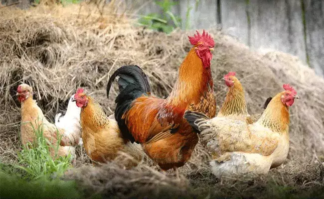 Poultry farming: రూ.లక్షతో కోళ్ల పెంపకం.. రెండేళ్లలో రూ.15 లక్షల ఆదాయం..