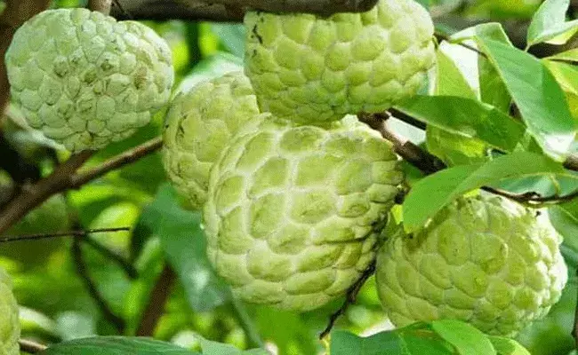 Custard Apple: బంజరు భూమిలో సీతాఫలం సాగు.. రూ.15 లక్షలకు పైగా..