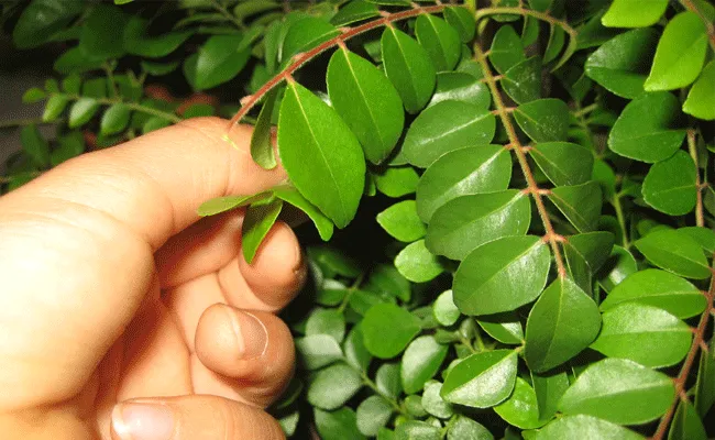 Curry Leaves: కరివేపాకులో ఎన్ని ఆరోగ్య ప్రయోజనాలో.. తెలిస్తే అస్సలు పడేయరు.. Curry Leaves: కరివేపాకులో ఎన్ని ఆరోగ్య ప్రయోజనాలో.. తెలిస్తే అస్సలు పడేయరు..