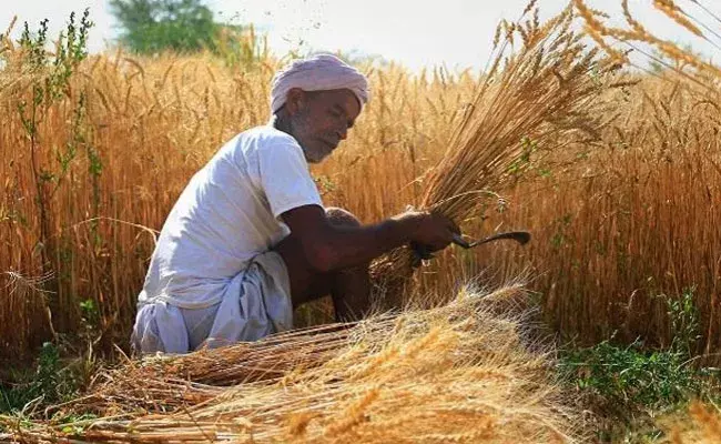 Kamareddy: ప్రాణం విడిచిన మరో రైతు.. తన ధాన్యం కుప్ప మీదే.. Kamareddy: ప్రాణం విడిచిన మరో రైతు.. తన ధాన్యం కుప్ప మీదే..