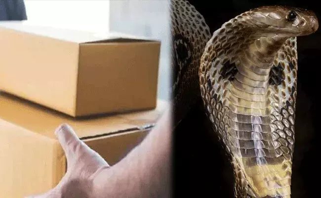 Cobra in Courier Box: ద్యావుడా.. కొరియర్ బాక్సులోకి కోబ్రా ఎలా వచ్చిందో.. Cobra in Courier Box: ద్యావుడా.. కొరియర్ బాక్సులోకి కోబ్రా ఎలా వచ్చిందో..
