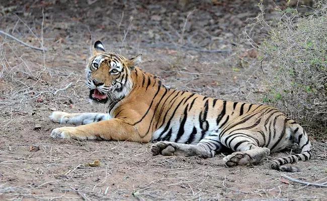 Tadoba Andhari Tiger Reserve: పులుల సర్వే కోసం వెళ్లిన లేడీ ఫారెస్ట్ ఆఫీసర్.. పులి పంజాకే.. Tadoba Andhari Tiger Reserve: పులుల సర్వే కోసం వెళ్లిన లేడీ ఫారెస్ట్ ఆఫీసర్.. పులి పంజాకే..