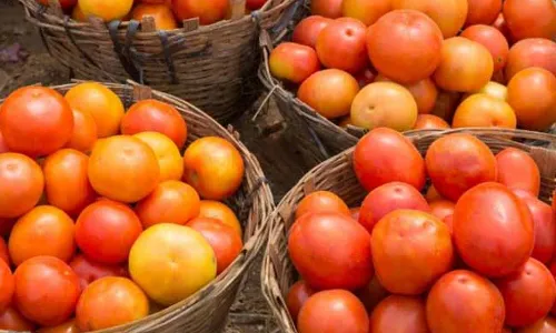 Krishna District :  టమాటా రేట్లు పెరగడంతో మొదలైన దొంగతనాలు..!