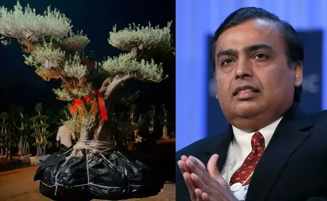 Olive Trees: అంబానీ అదే రోజు ఆలివ్ చెట్టును ఎందుకు కొన్నారంటే..