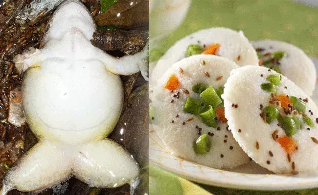 Dead Frog: వామ్మో హోటల్ ఫుడ్డు.. ఇడ్లీలో చచ్చిన కప్ప.. Dead Frog: వామ్మో హోటల్ ఫుడ్డు.. ఇడ్లీలో చచ్చిన కప్ప..