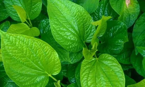 Betel Leaves: చిన్నారుల జలుబును దూరం చేసే తమలపాకులు.. ఎలా వాడాలంటే..