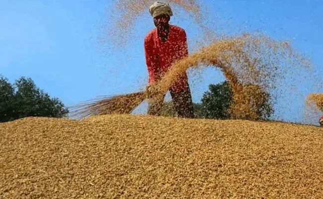 Telangana: తెలంగాణలో ధాన్యం సేకరణపై కేంద్రం అధికారిక ప్రకటన