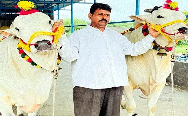 Akhanda: అఖండ సినిమాకే హైలైట్గా నిలిచిన జోడు గిత్తలు Akhanda: అఖండ సినిమాకే హైలైట్గా నిలిచిన జోడు గిత్తలు