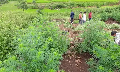 Andhra Pradesh: విశాఖ మన్యంలో గంజాయి సాగు.. ! Andhra Pradesh: విశాఖ మన్యంలో గంజాయి సాగు.. !