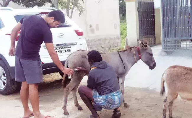 Donkey Milk: గాడిద పాలు లీటర్ రూ.10,000.. అంత డిమాండ్ ఎందుకంటే.. Donkey Milk: గాడిద పాలు లీటర్ రూ.10,000.. అంత డిమాండ్ ఎందుకంటే..