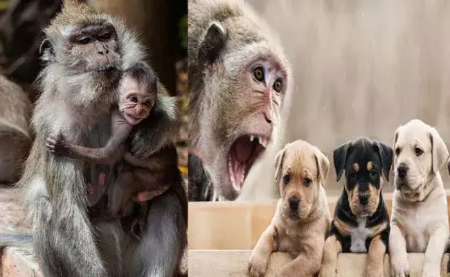 Maharashtra Beed News: నెలరోజుల్లో వందకు పైగా కుక్కపిల్లల్ని చంపిన కోతులు.. ఎందుకంటే.. Maharashtra Beed News: నెలరోజుల్లో వందకు పైగా కుక్కపిల్లల్ని చంపిన కోతులు.. ఎందుకంటే..