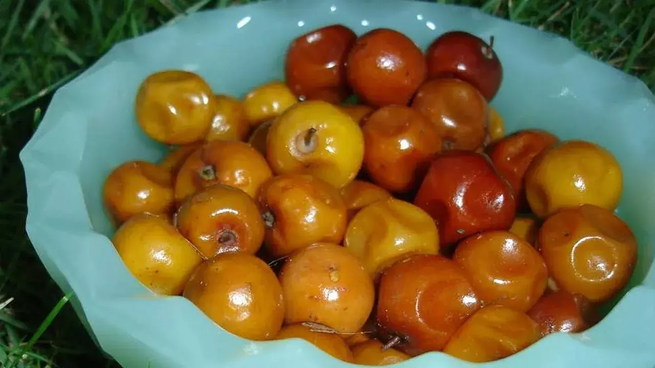 Plum Fruit (tv5news.in)