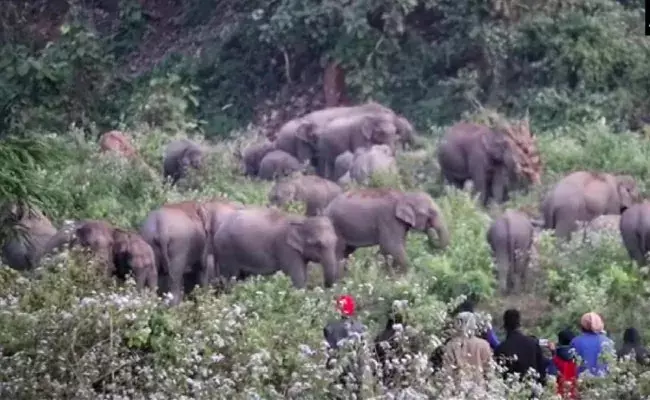 Assam: ఒకటి కాదు రెండు కాదు ఒకేసారి ఏకంగా 200 ఏనుగులు దండయాత్ర.. Assam: ఒకటి కాదు రెండు కాదు ఒకేసారి ఏకంగా 200 ఏనుగులు దండయాత్ర..